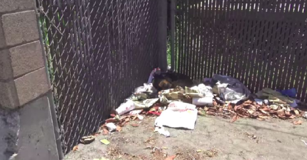 Chico, buttato nella spazzatura