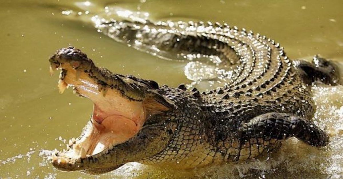 Orosei: Coccodrillo sparito dal circo, ricerche in Sardegna