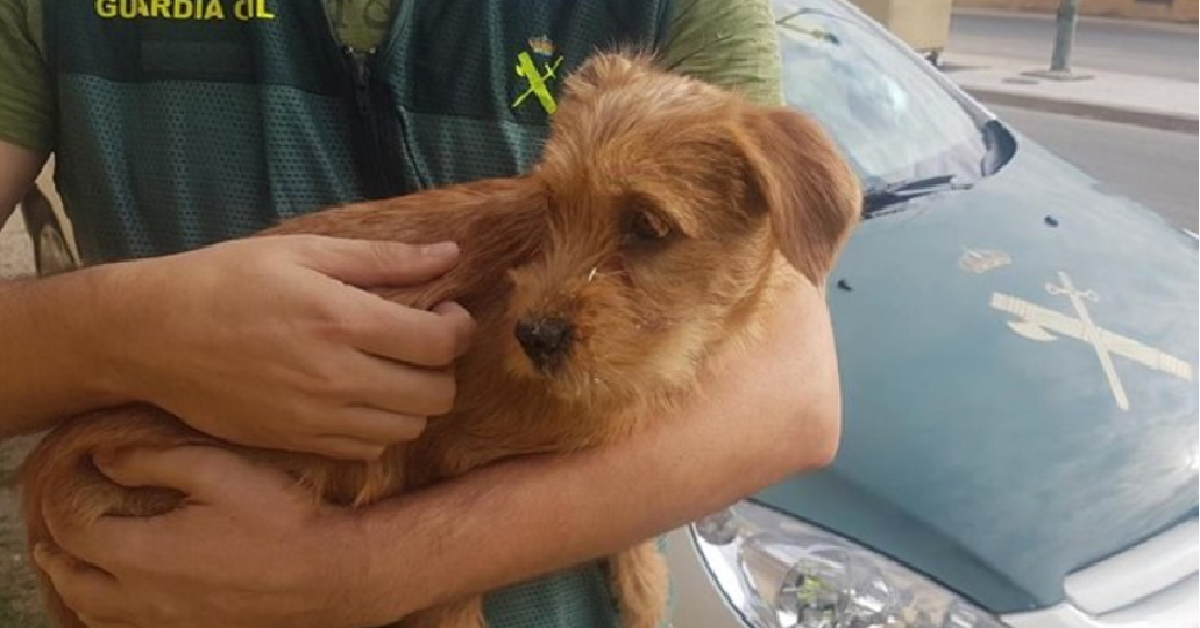 Adotta un cucciolo e lo butta dal ponte