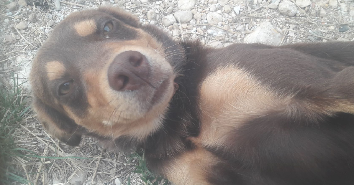 CENTRO ITALIA Cucciolo lanciato da una Fiat Punto