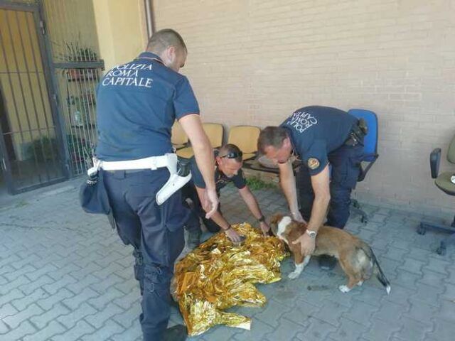 cucciolo-salvato-roma