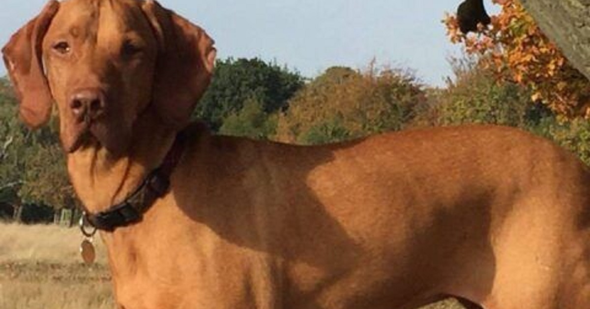 Cane perde la vita dopo aver mangiato dei dolci che contenevano xilitolo
