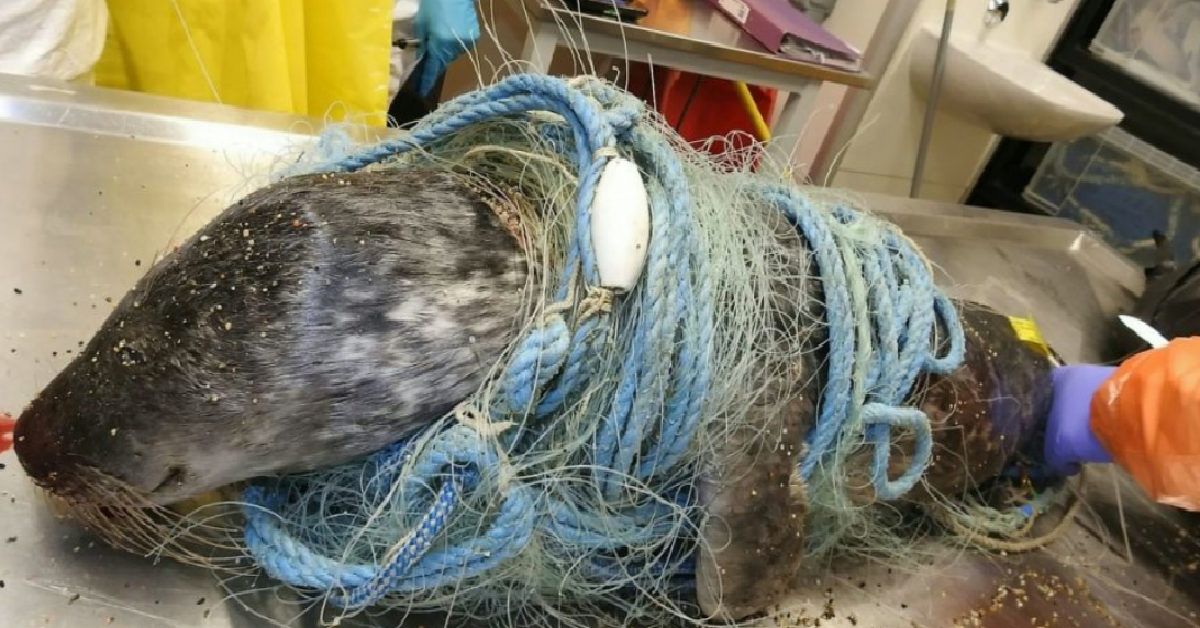 La breve vita di Flipper il delfino