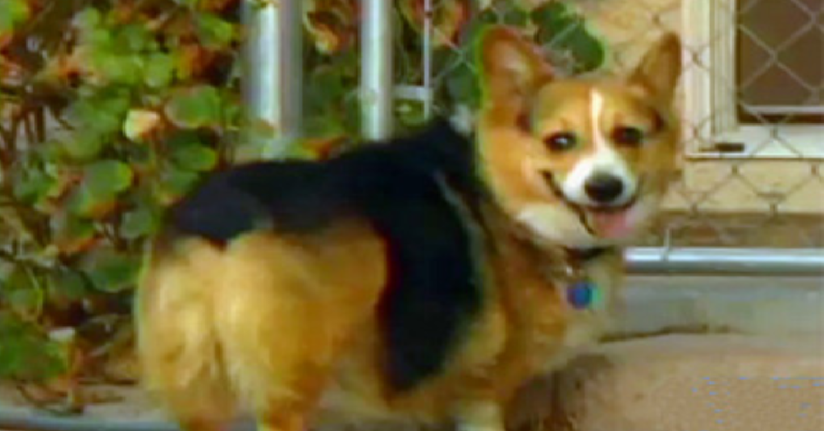 Duncan, il cane ritrovato dopo dieci anni