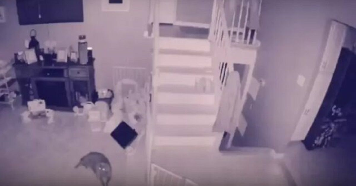 Telecamera di sicurezza immortala un bambino fantasma e il suo animale domestico