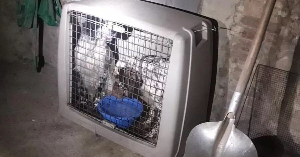Viguzzolo: cani in gabbia in un allevamento lager