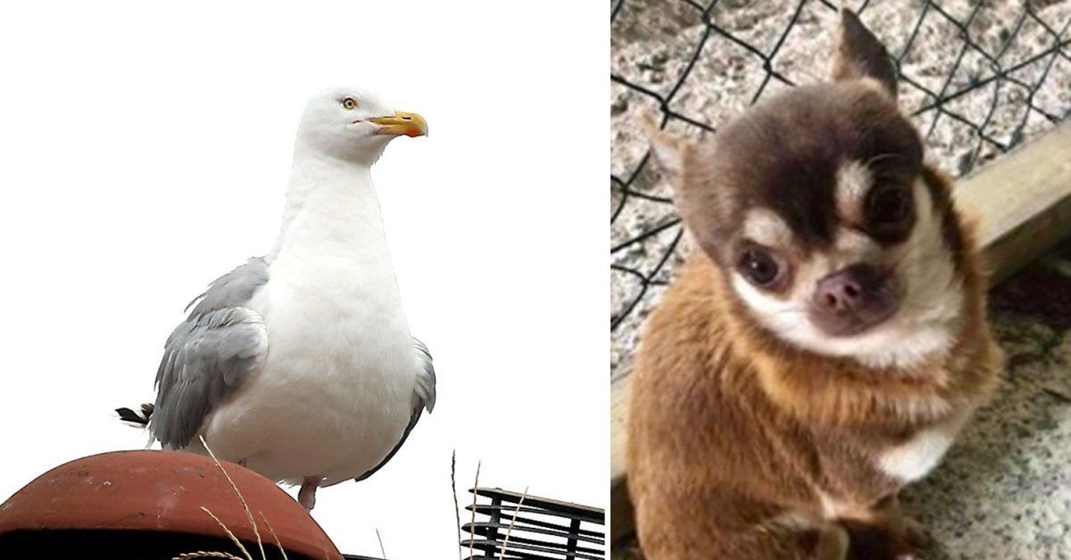 Gizmo, il chihuahua rapito dal gabbiano