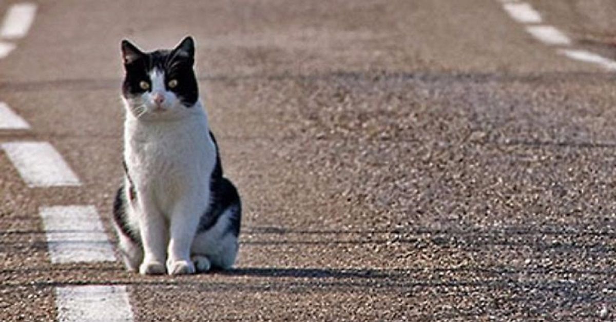 Cremona, è morto Romeo: il gatto di piazza De Lera è stato investito