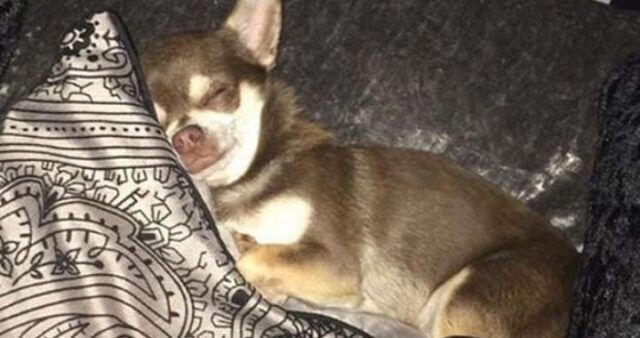 gizmo-chihuahua