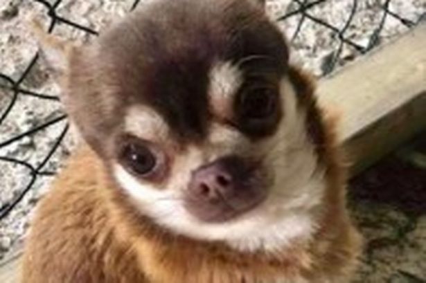 gizmo