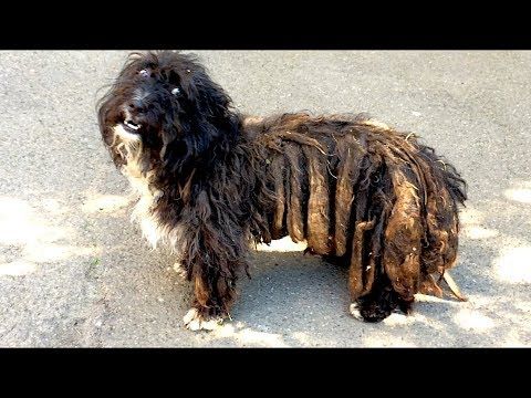 Rasta-il-cane-che-ha-vissuto-da-randagio-per-molto-tempo 2