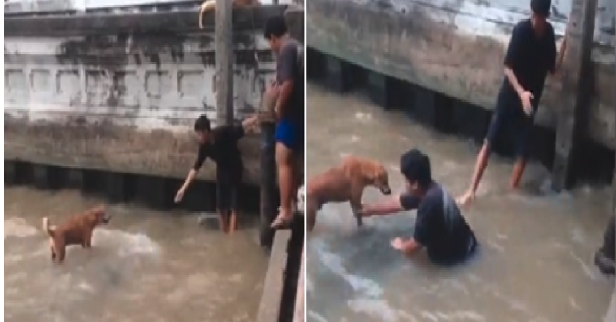 Il cane nel canale di scarico