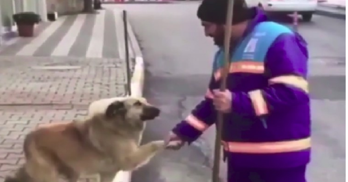 Il randagio e lo spazzino