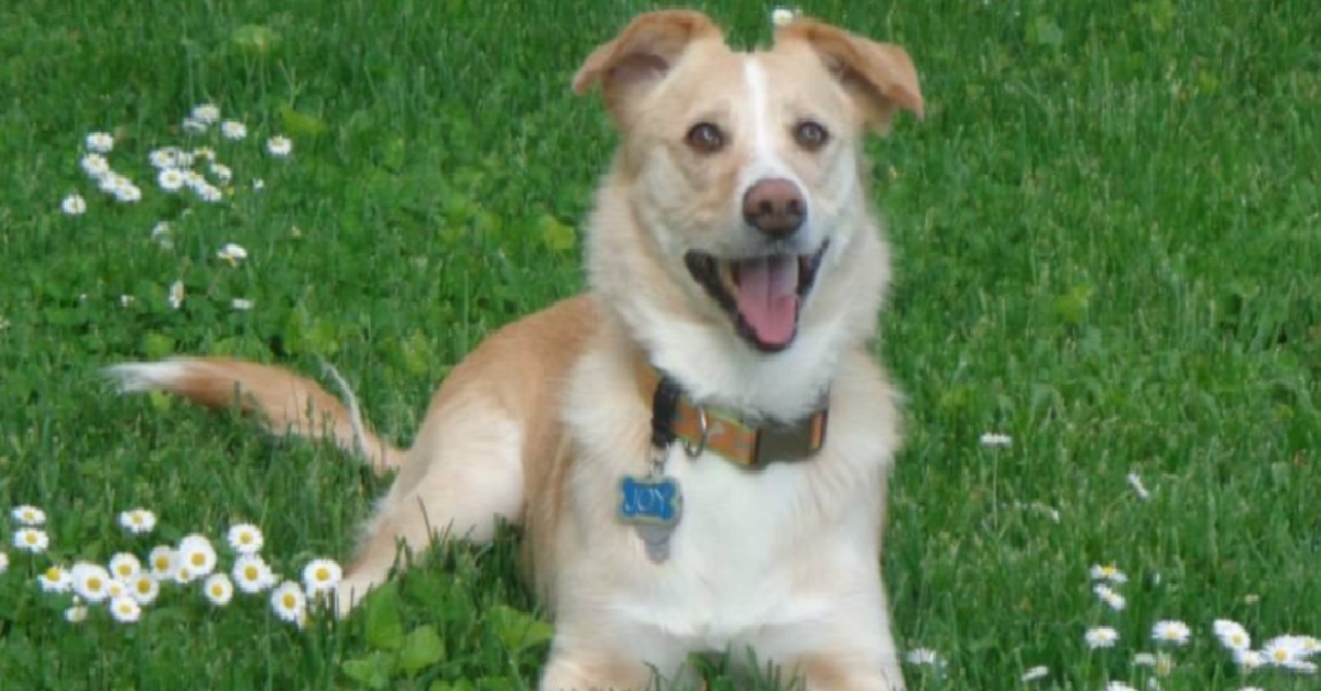 Vanno in canile per adottare un cane e trovano Joy