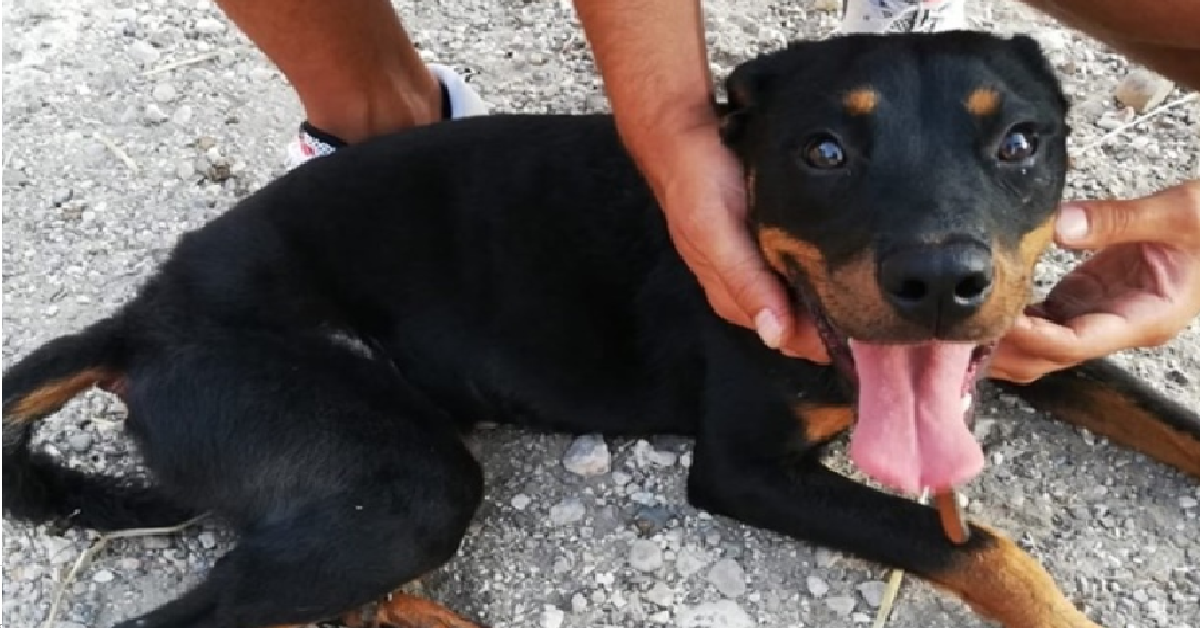 Keira la cucciola lanciata da una macchina a Benevento