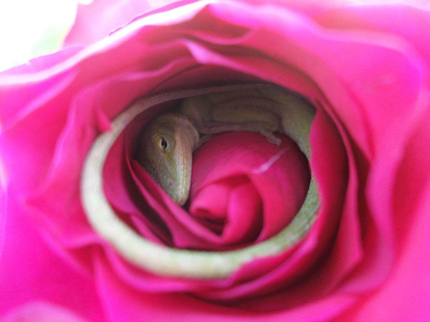 La lucertola che dorme in una rosa