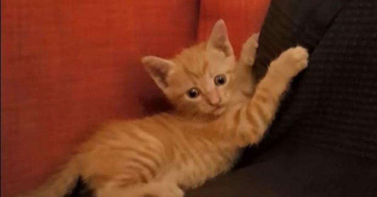 Lucifero, il gatto salvato dai social