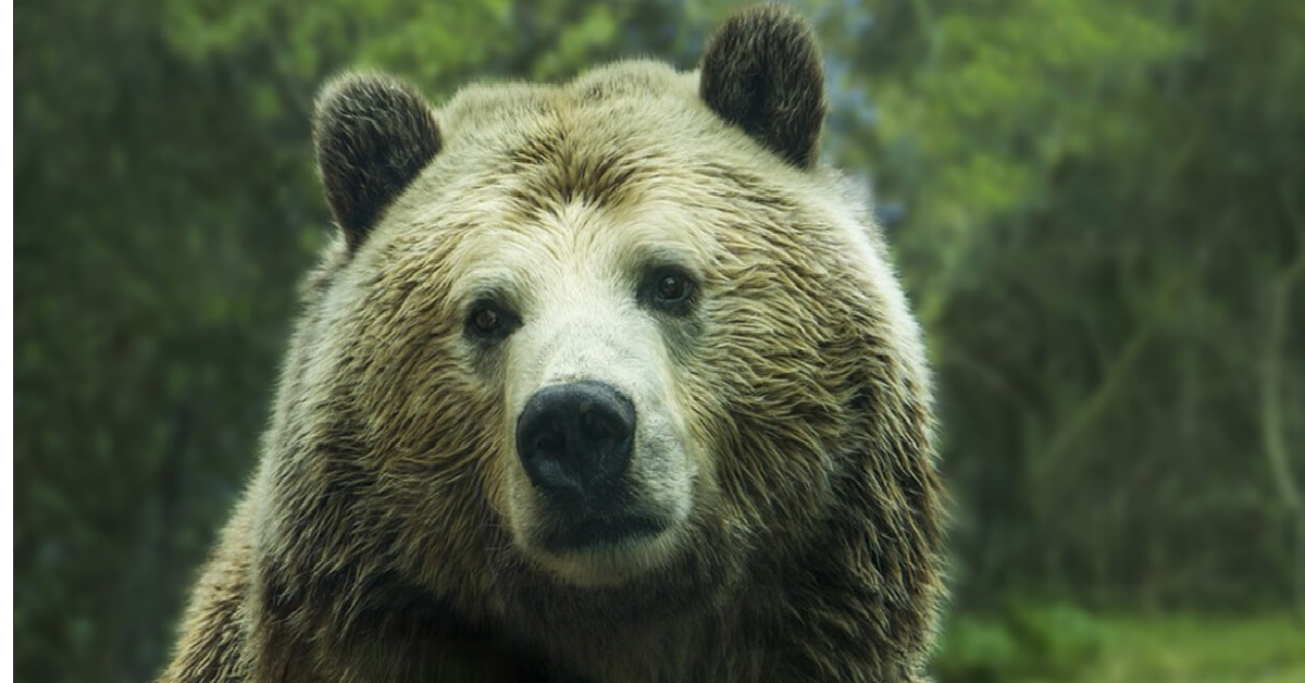 Avvistamento dell’orso M49 sulla Marzola