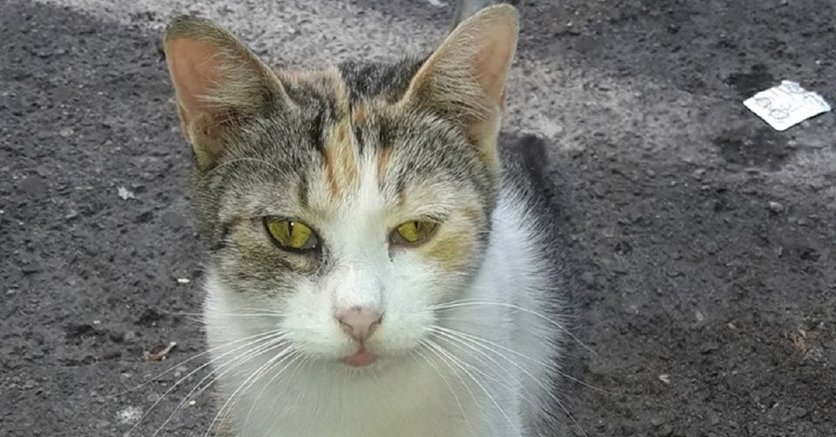 Termoli, la gatta ha partorito in un parcheggio: la decisione del comune