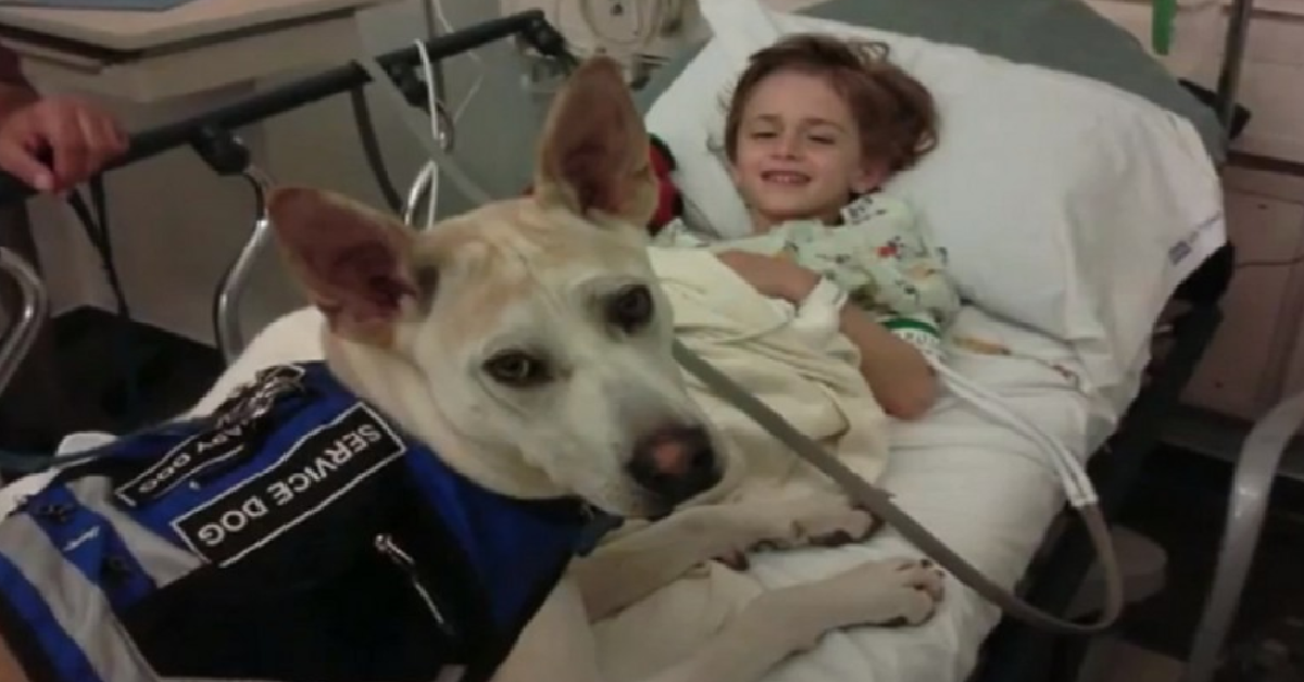 Собака после эпилепсии. Животные и дети эпилептики.
