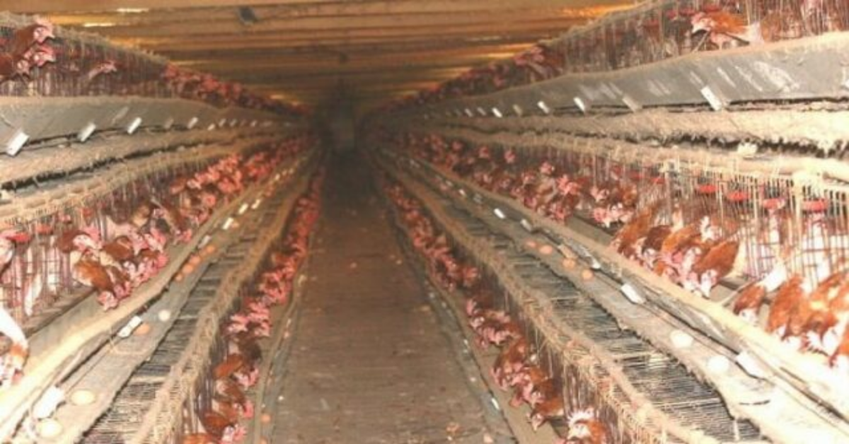 Franciacorta, morte 10 mila galline per asfissia. Accuse contro il titolare di un’azienda.