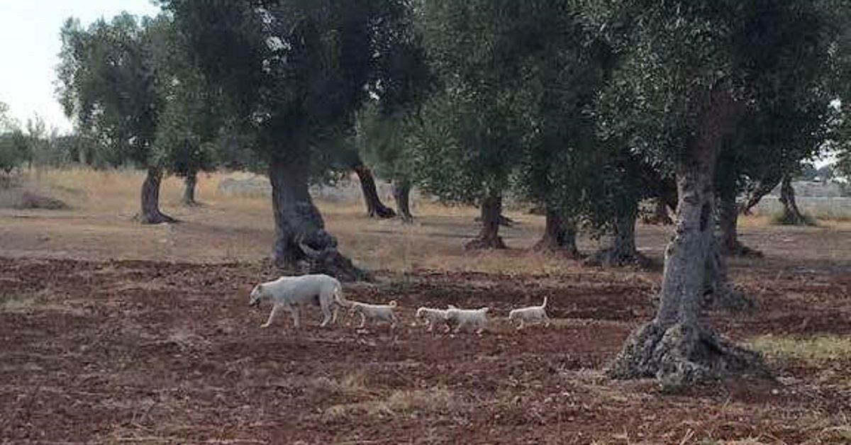 La storia di Olivia, la cagnolina randagia che aveva partorito tra gli ulivi