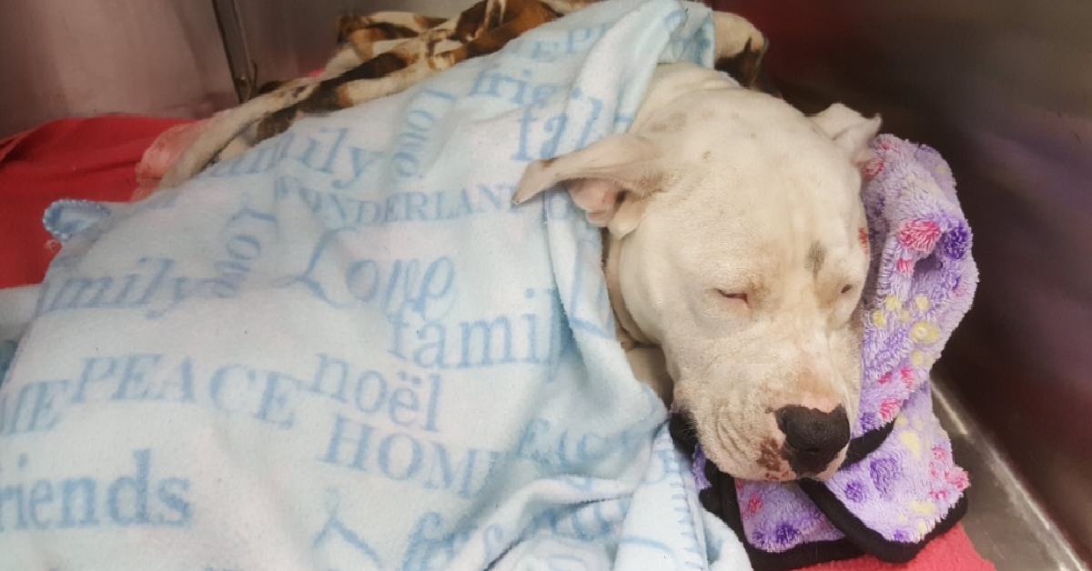 Ollie, legato e trascinato