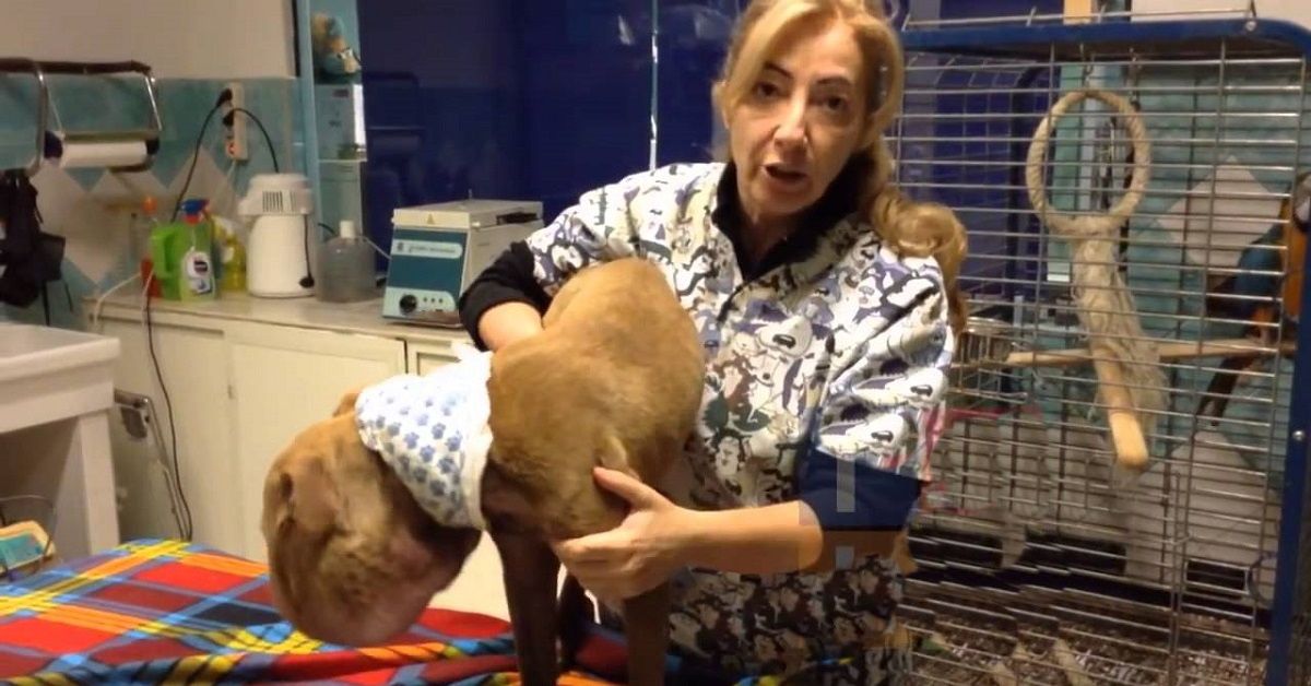 Palla, la cagnolina della Clinica Duemari, come sta adesso?