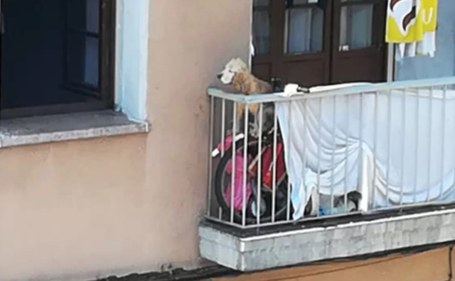 i-due-cani-costretti-a-vivere-su-un-balcone 1