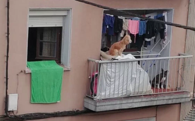 i-due-cani-costretti-a-vivere-su-un-balcone 2