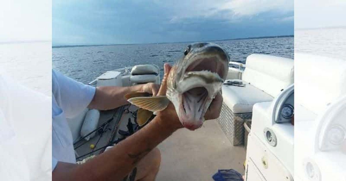 Pescatori scoprono un pesce con due bocche