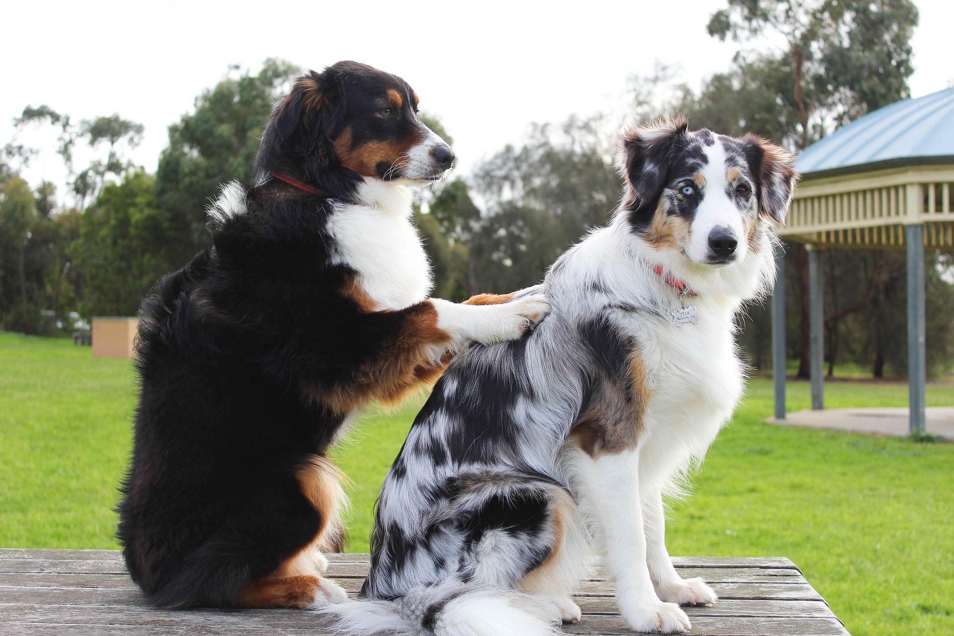 Come funziona la pet therapy?