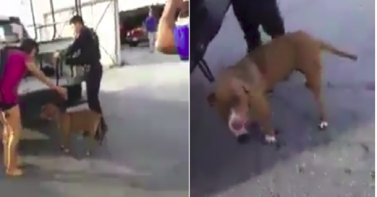 Polizia non fa salire il cane sul furgone, lo lega al paraurti