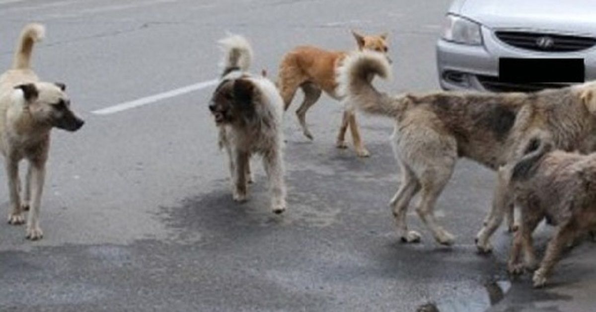 Vallo di Diano, Salerno, strage di cani a San Rufo, Sala Consilina e Laviano