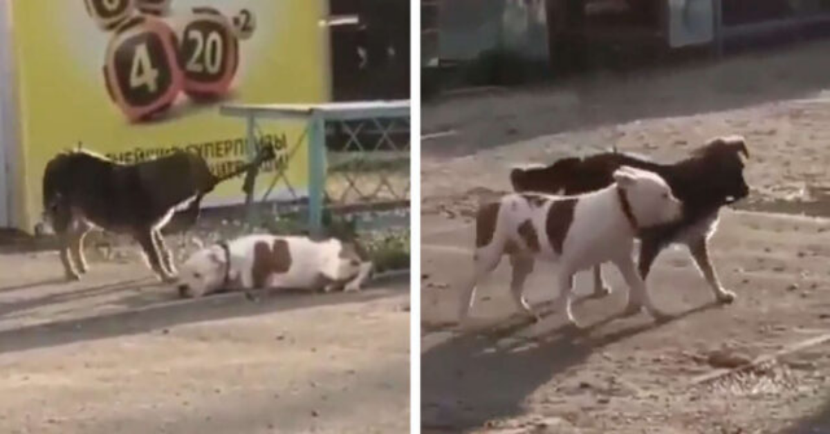 Pit bull abbandonato sotto al sole