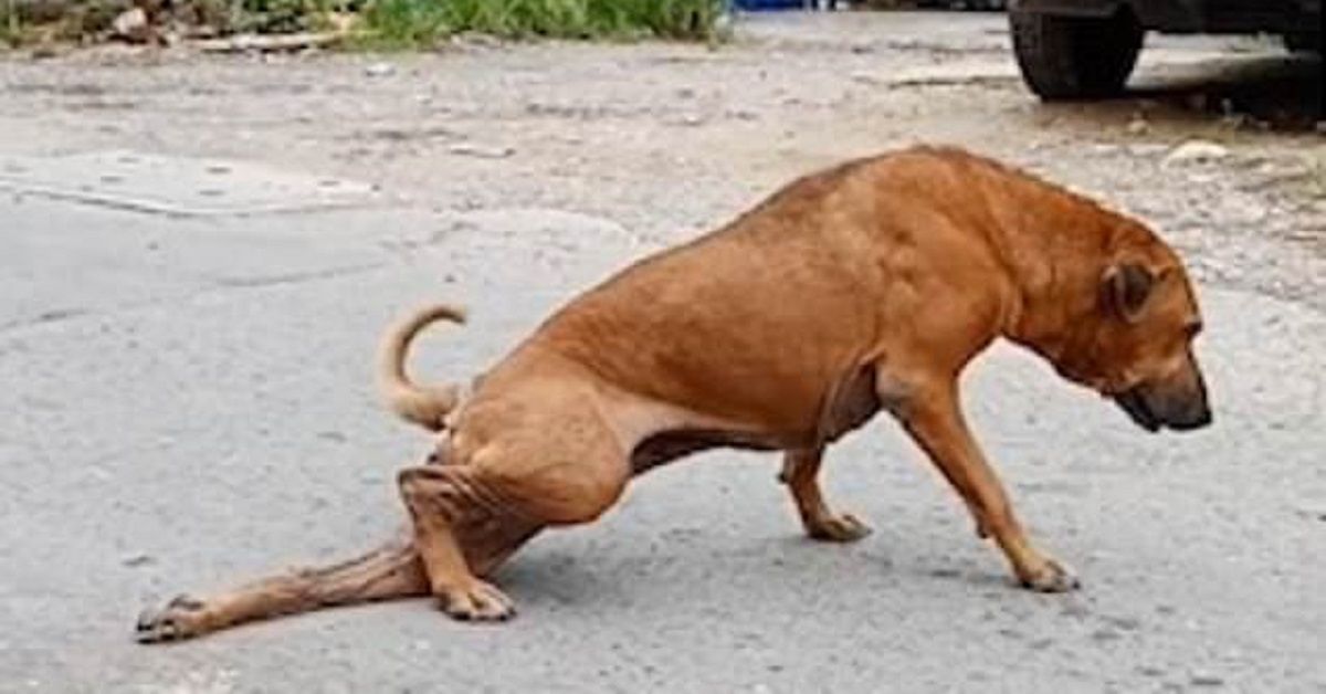 Cane zoppica e cade a terra per farsi compatire