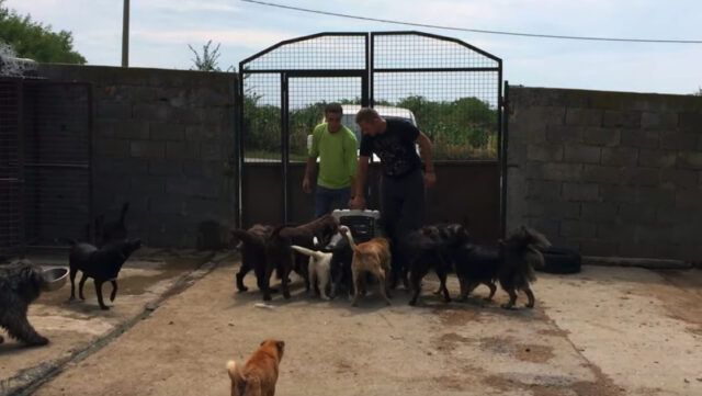 Rasta-il-cane-che-ha-vissuto-da-randagio-per-molto-tempo 1