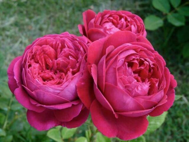 rose