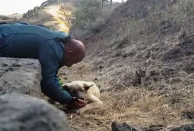 il-meraviglioso-gesto-di-una-guardia-per-salvare-un-cane-in-pericolo 1