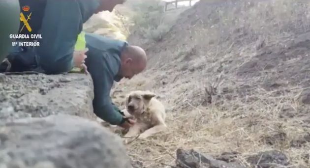 il-meraviglioso-gesto-di-una-guardia-per-salvare-un-cane-in-pericolo 2