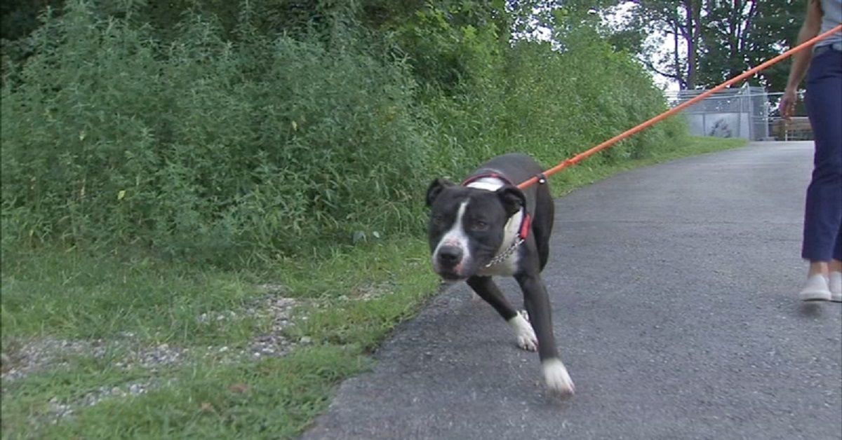 Pennsylvania, cane legato ai binari viene salvato appena in tempo