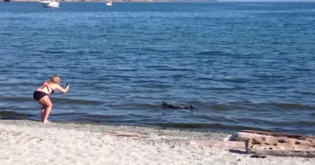 lo-strano-animale-che-si-avvicina-alla-gente-in-spiaggia