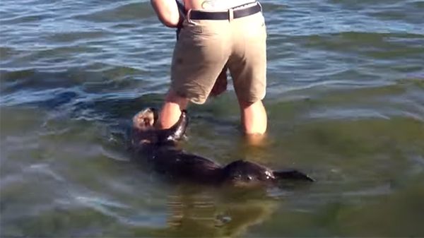 lo-strano-animale-che-si-avvicina-alla-gente-in-spiaggia 1