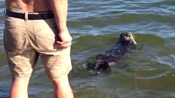 lo-strano-animale-che-si-avvicina-alla-gente-in-spiaggia 2