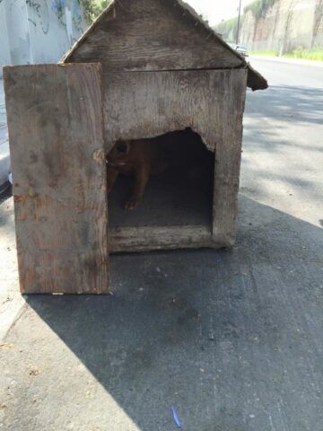 il-cane-abbandonato-dentro-la-cuccia