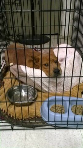 il-cane-abbandonato-dentro-la-cuccia 2