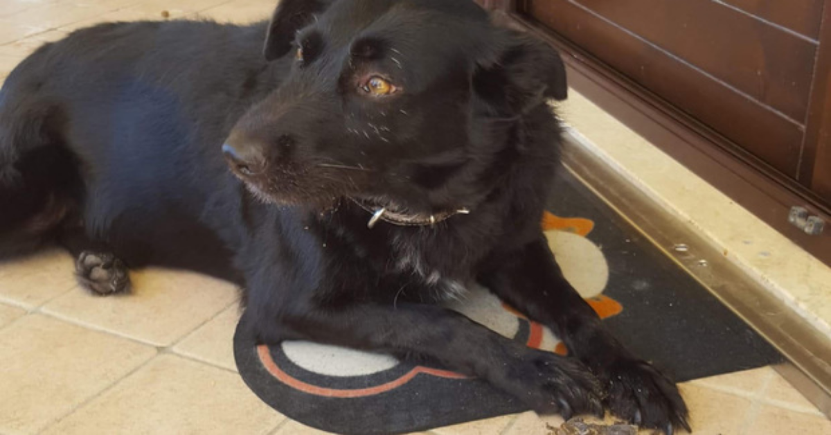 Silvi, cagnolina veglia il corpo della sua proprietaria per cinque giorni