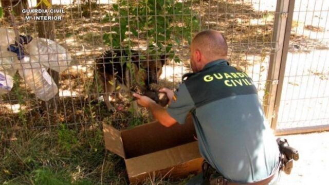 Guardia-Civile-salva-sei-cuccioli-in-grave-pericolo 1