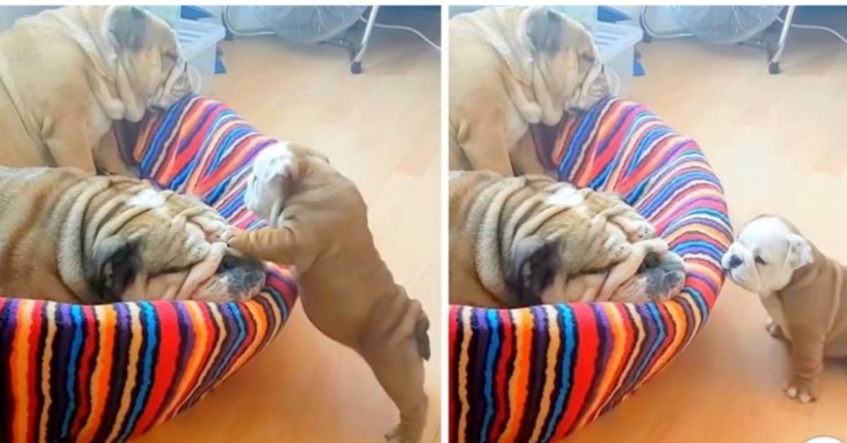 Il cucciolo di bulldog che vuole giocare