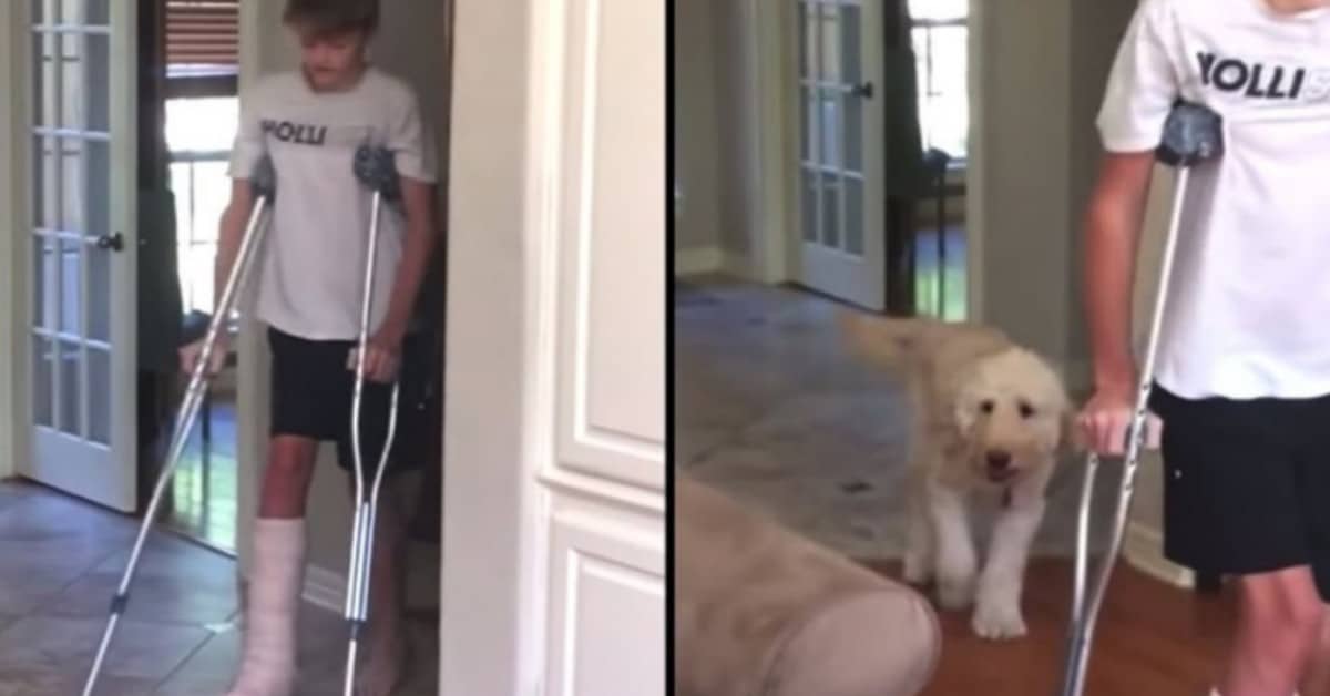 Sawyer imita il suo fratello umano con la gamba rotta